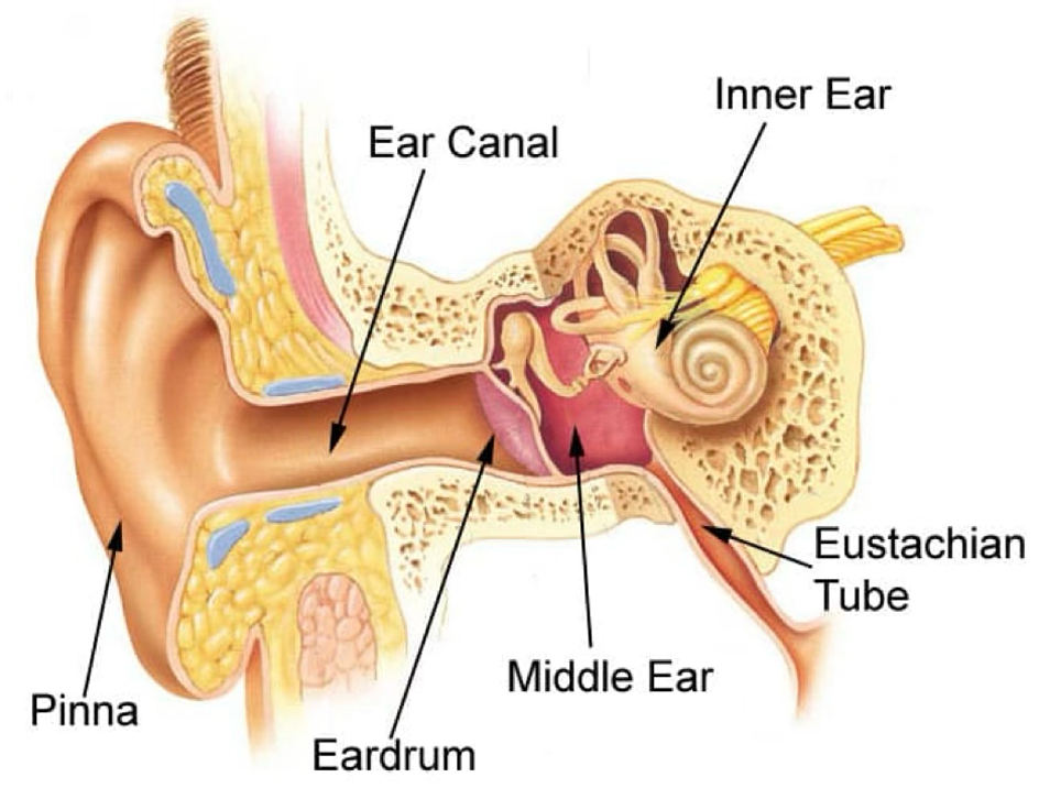 Photo by Hearing Aid Specialists